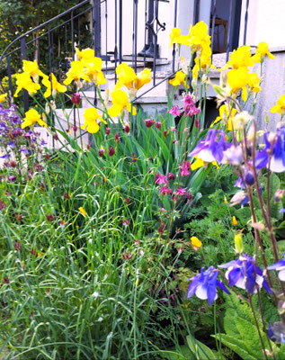 Gartenpflege Pflanzen Naturgarten Baumpflege Stauden Würzburg