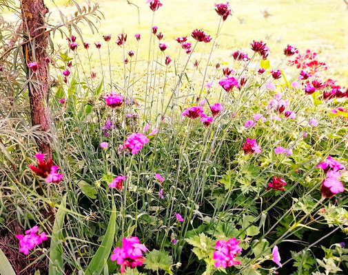Gartenpflege Pflanzen Naturgarten Baumpflege Stauden Würzburg
