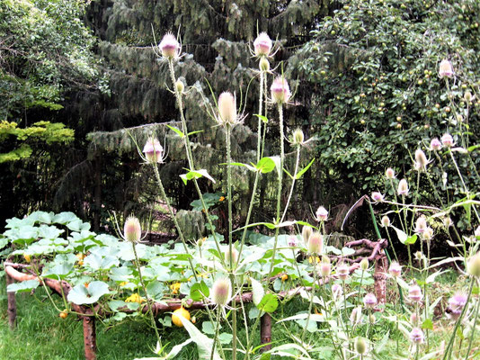 Gartenpflege Pflanzen Naturgarten Baumpflege Stauden Würzburg