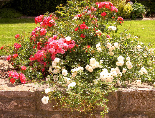 Gartenpflege Pflanzen Naturgarten Baumpflege Stauden Würzburg