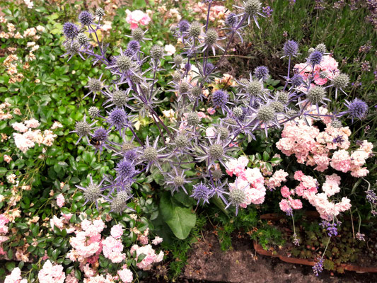 Gartenpflege Pflanzen Naturgarten Baumpflege Stauden Würzburg