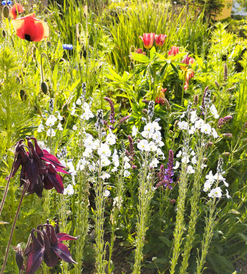 Gartenpflege Pflanzen Naturgarten Baumpflege Stauden Würzburg