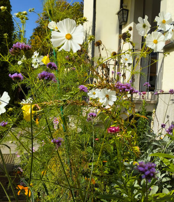 Gartenpflege Pflanzen Naturgarten Baumpflege Stauden Würzburg