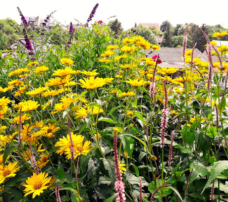 Gartenpflege Pflanzen Naturgarten Baumpflege Stauden Würzburg