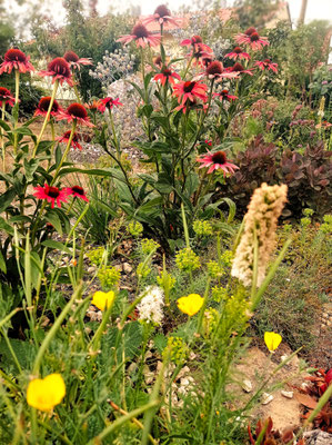 Gartenpflege Pflanzen Naturgarten Baumpflege Stauden Würzburg