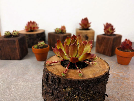 Hauswurz/Sempervivum