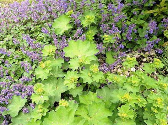 Gartenpflege Pflanzen Naturgarten Baumpflege Stauden Würzburg