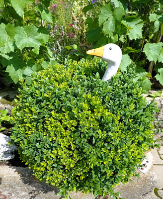 Gartenpflege Pflanzen Naturgarten Baumpflege Stauden Würzburg