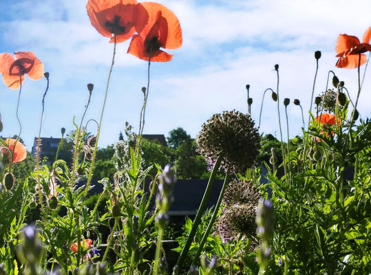 Gartenpflege Pflanzen Naturgarten Baumpflege Stauden Würzburg
