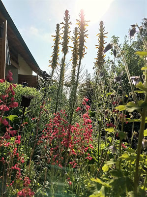Gartenpflege Pflanzen Naturgarten Baumpflege Stauden Würzburg