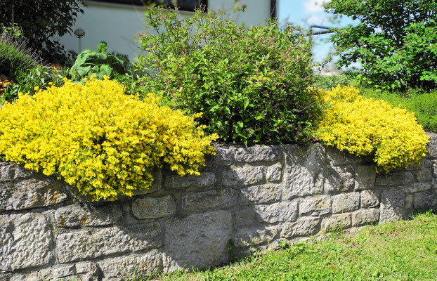 Gartenpflege Pflanzen Naturgarten Baumpflege Stauden Würzburg