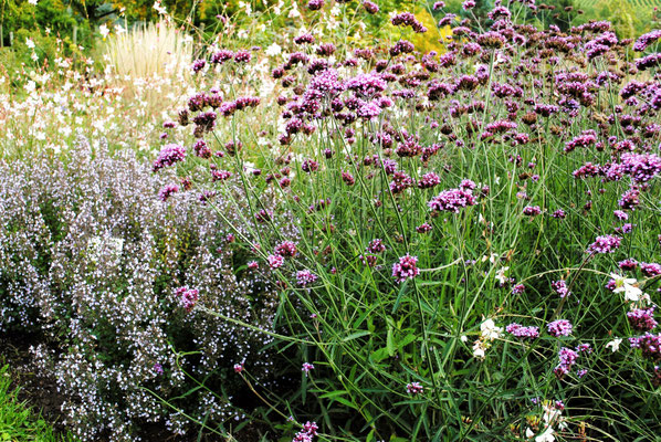 Gartenpflege Pflanzen Naturgarten Baumpflege Stauden Würzburg
