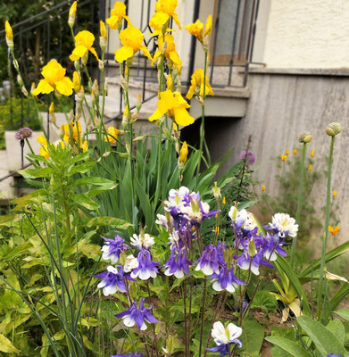 Gartenpflege Pflanzen Naturgarten Baumpflege Stauden Würzburg