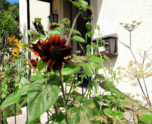 Gartenpflege Pflanzen Naturgarten Baumpflege Stauden Würzburg