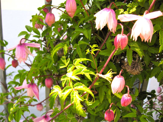 Gartenpflege Pflanzen Naturgarten Baumpflege Stauden Würzburg