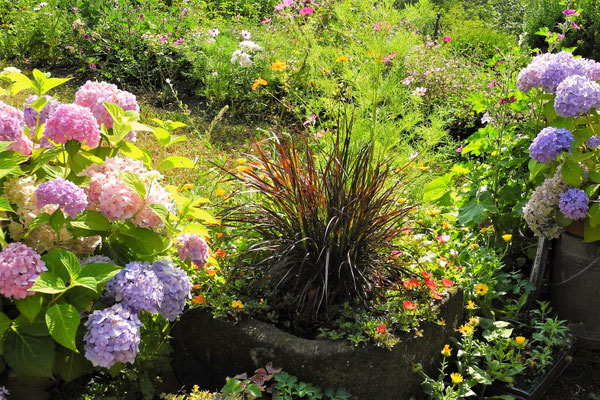 Gartenpflege Pflanzen Naturgarten Baumpflege Stauden Würzburg