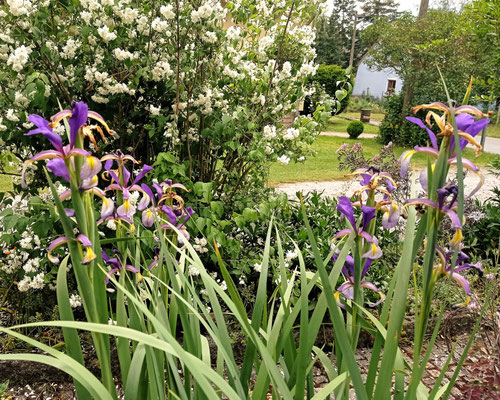 Gartenpflege Pflanzen Naturgarten Baumpflege Stauden Würzburg