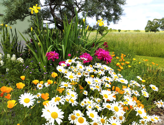 Gartenpflege Pflanzen Naturgarten Baumpflege Stauden Würzburg