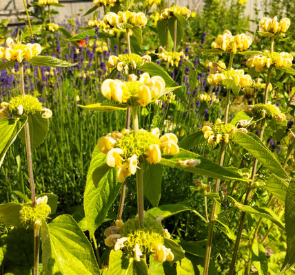 Gartenpflege Pflanzen Naturgarten Baumpflege Stauden Würzburg