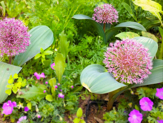 Gartenpflege Pflanzen Naturgarten Baumpflege Stauden Würzburg
