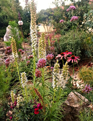 Gartenpflege Pflanzen Naturgarten Baumpflege Stauden Würzburg