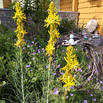 Gartenpflege Pflanzen Naturgarten Baumpflege Stauden Würzburg