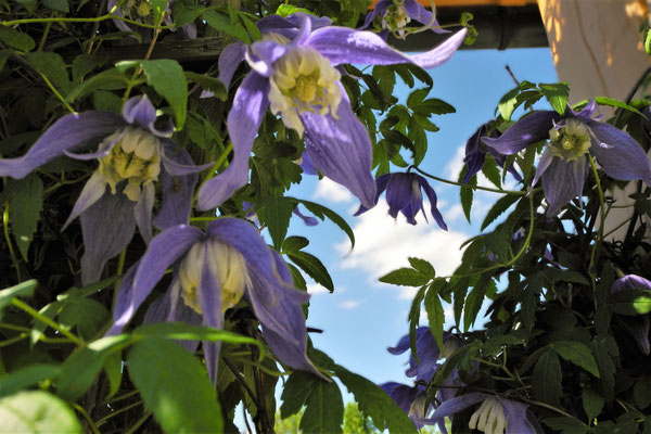 Gartenpflege Pflanzen Naturgarten Baumpflege Stauden Würzburg