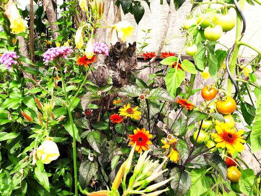Gartenpflege Pflanzen Naturgarten Baumpflege Stauden Würzburg