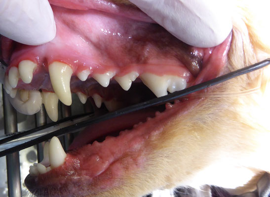 Professionelle Zahnreinigung Hund