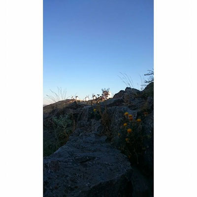 Los molinos de viento 