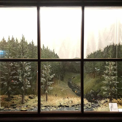 Am Waldbach. Das neue Herbstschaufenster 