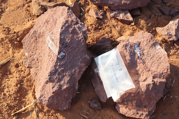 岩塊から取り出された骨化石