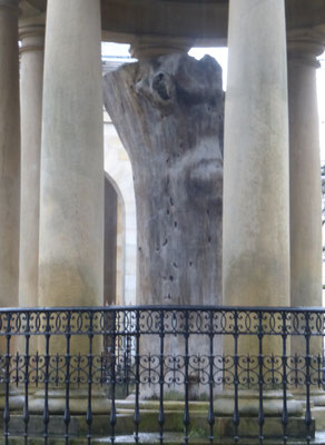 Le tronc de l'Arbre de Guernika (3ème génération)