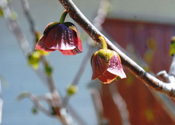伊豆田　　ポポーの花