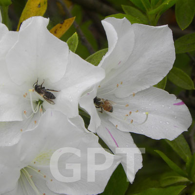 ヒラドツツジ　大白冠　Rhododendron pulchrum 'Taihakukan' 4.27