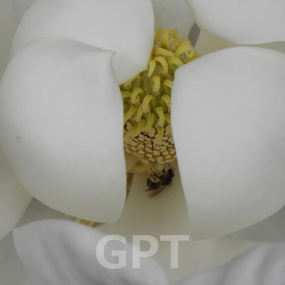 タイサンボク　リトルジェム　Magnolia grandiflora 'Little Gem' 5.29
