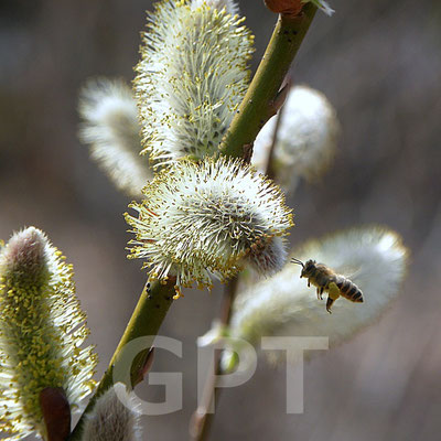 フリソデヤナギ　(アカメヤナギ)　Salix x leucopithecia 3.9
