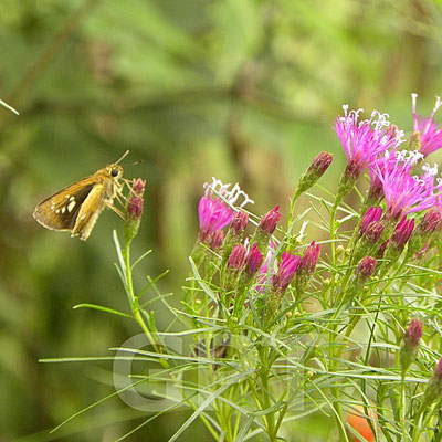 ベルノニア　アイアンバタフライ　Vernonia lettermanii 'Iron Butterfly' 8.26
