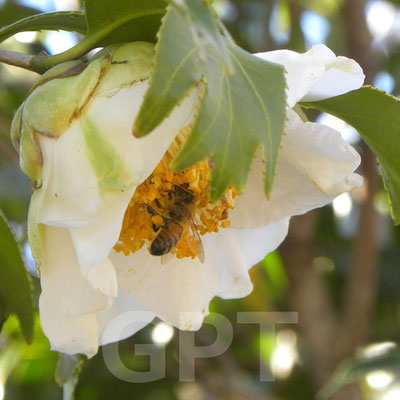 金魚葉椿　白　Camellia japonica cv. kingyoba-tsubaki 3.29