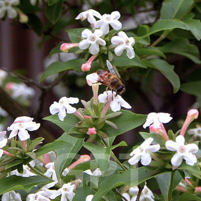 アベリア　モサネンシス　Abelia mosanensis 4.29