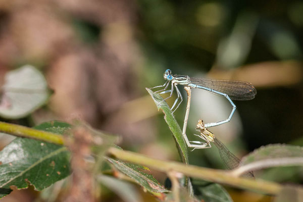 Demoiselles. Sieq le 24 juillet 2019.