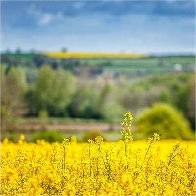 Paille le 17 avril 2016