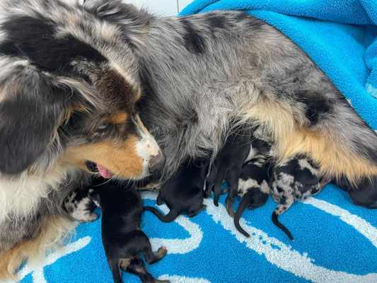 Nahla mit Cubas Welpen