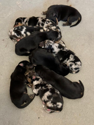 10 ChodskyxAussie Welpen