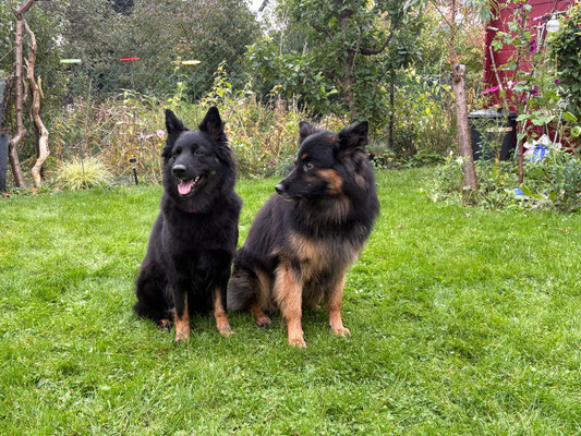 Ayuma links mit Awarak Frebaro