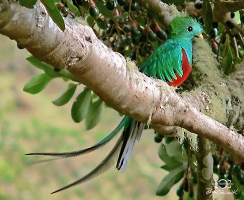 El quetzal (Pharomachrus mocinno), es un ave de la familia de los trogones (Trogonidae). Habita en los bosques nubosos de centro america. La palabra quetzal viene del náhuatl quetzalli, que puede traducirse como "cola larga de plumas brillantes".