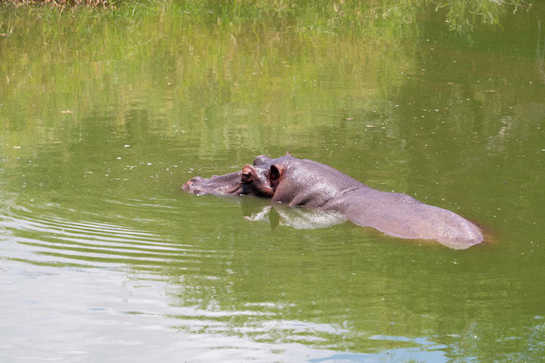 Hippo (Flusspferd)