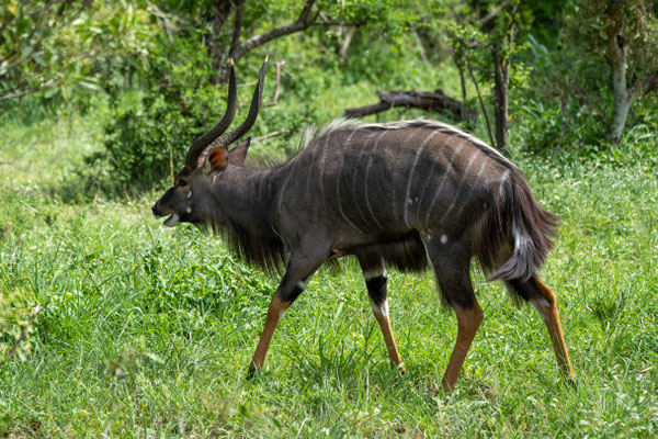 ein Kudu-Männchen zieht vorüber.
