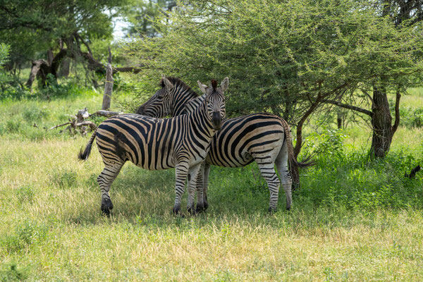 Eine Gruppe Zebras steht im Schatten....