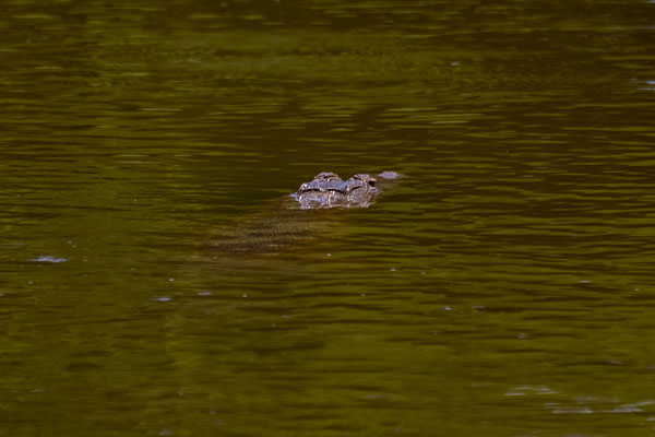 Ein Krokodil liegt auf der Lauer
